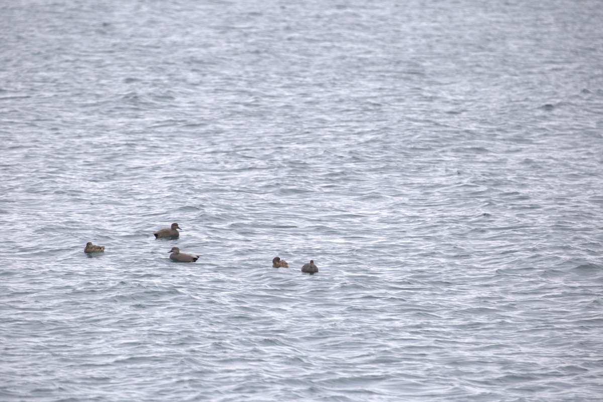 Gadwall - ML616107925