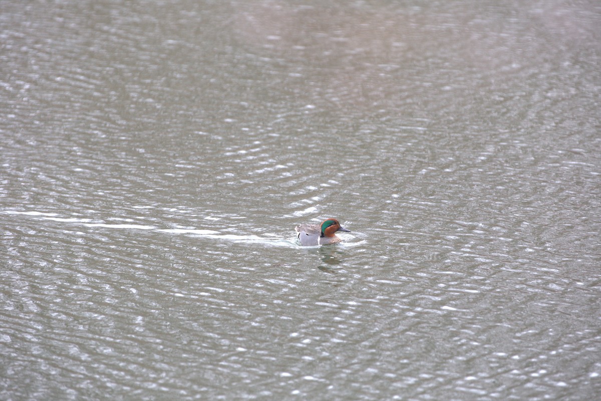 Green-winged Teal - ML616107931