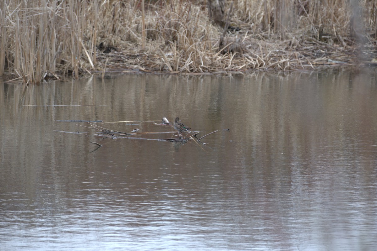 Green-winged Teal - ML616107933