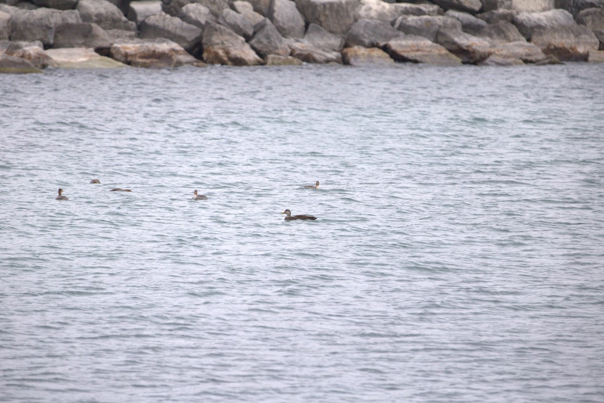 American Black Duck - ML616107939