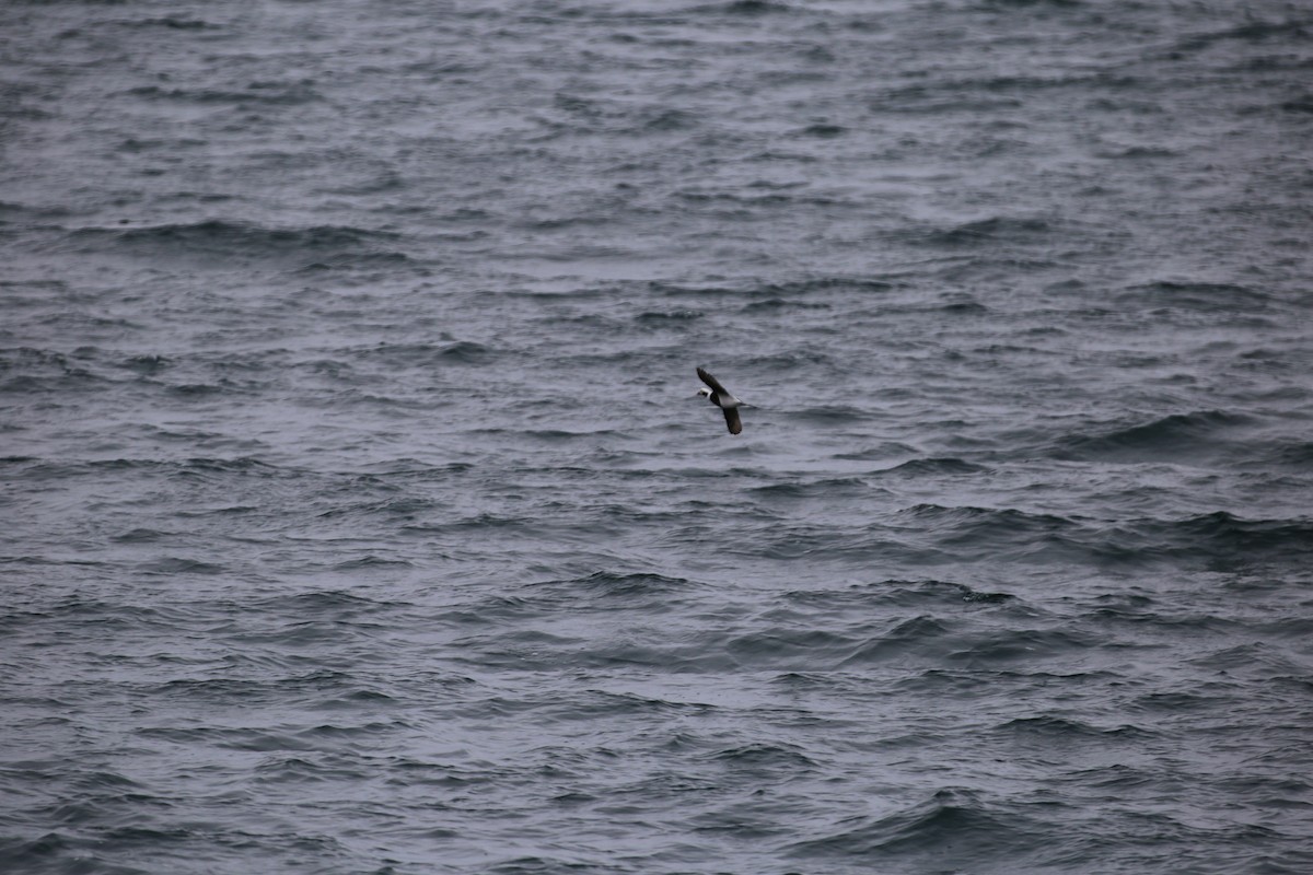 Long-tailed Duck - ML616107946