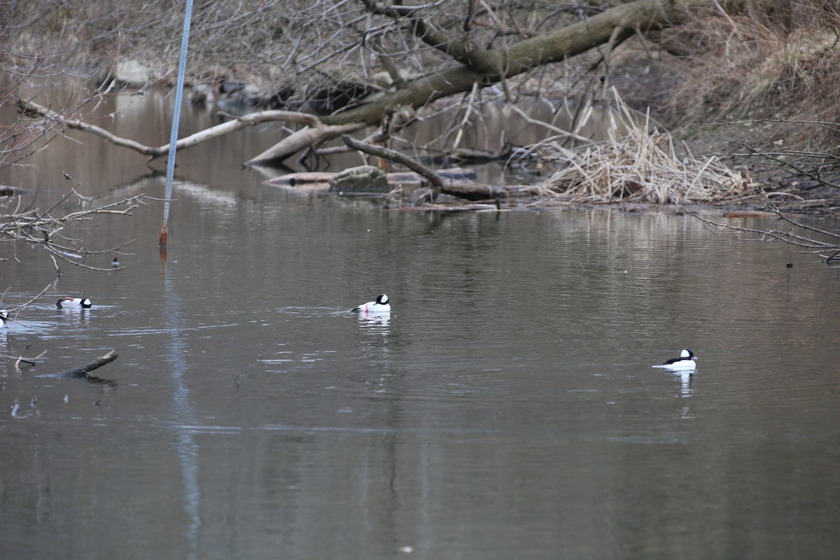 Bufflehead - ML616107950