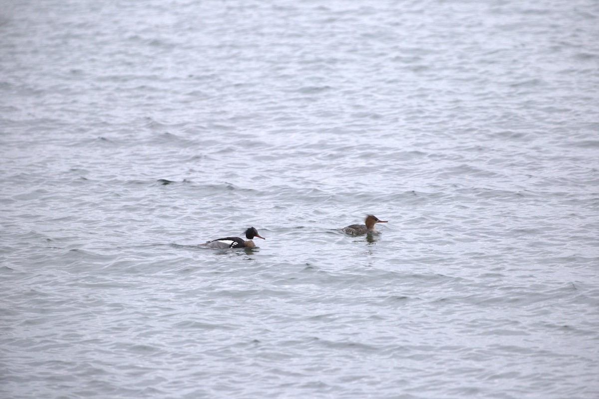 Red-breasted Merganser - ML616107954