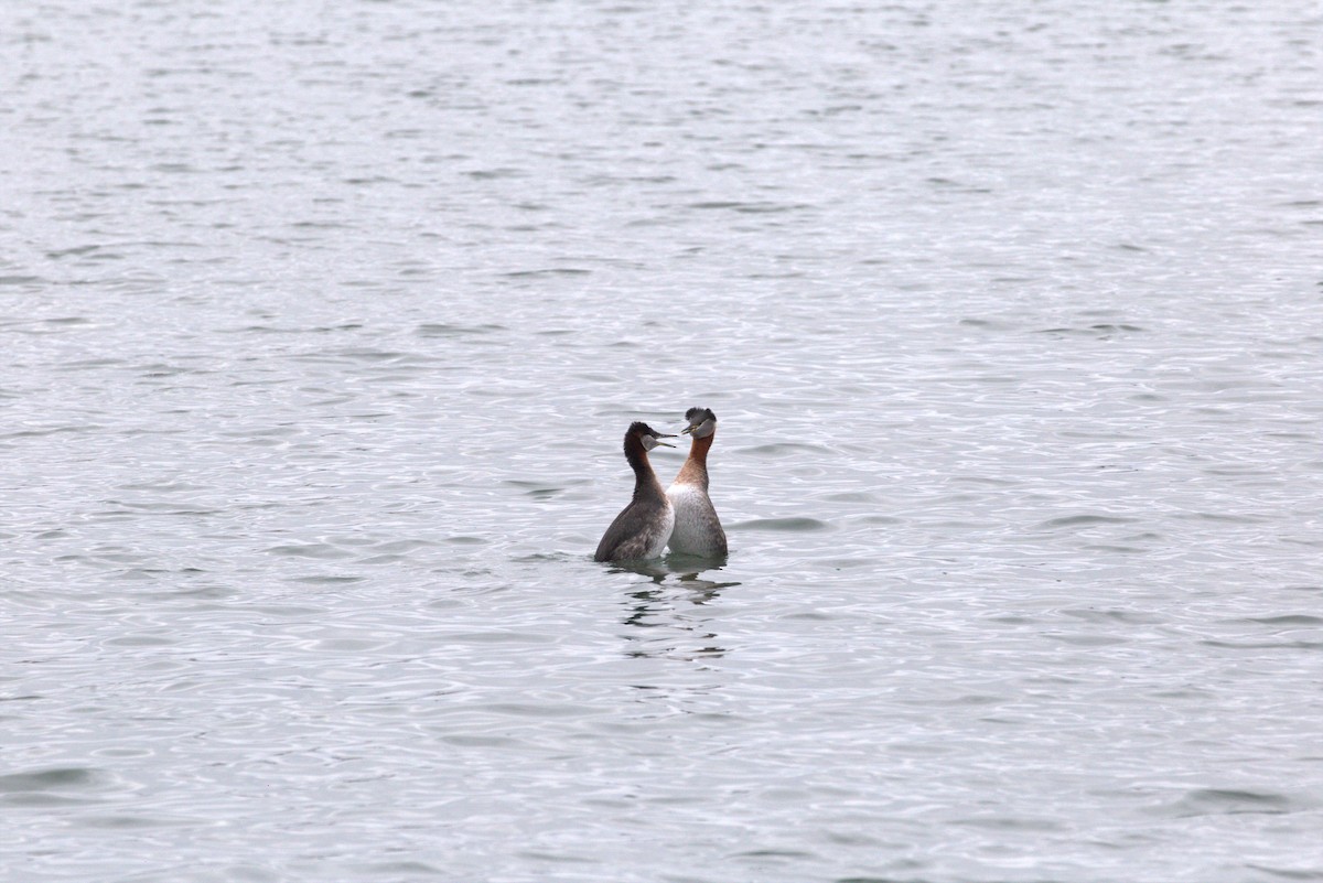 Red-necked Grebe - ML616107959