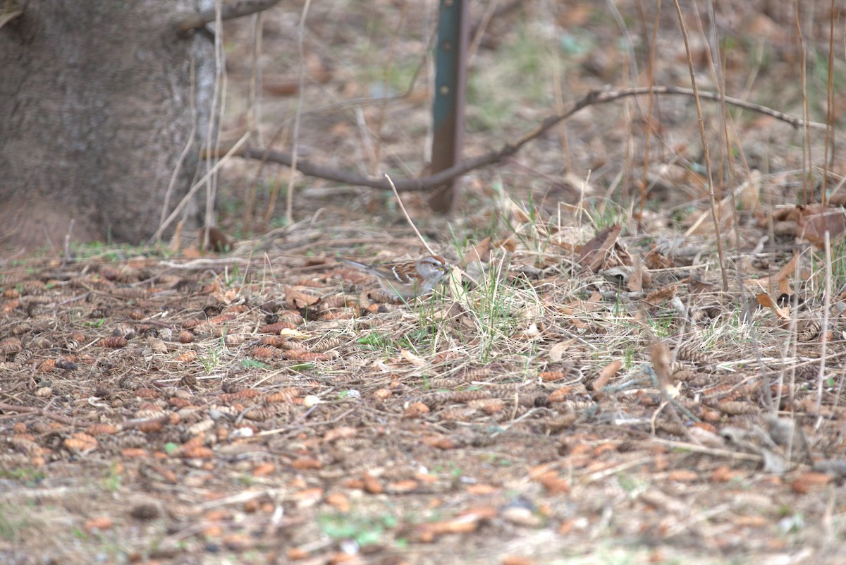 American Tree Sparrow - ML616107983