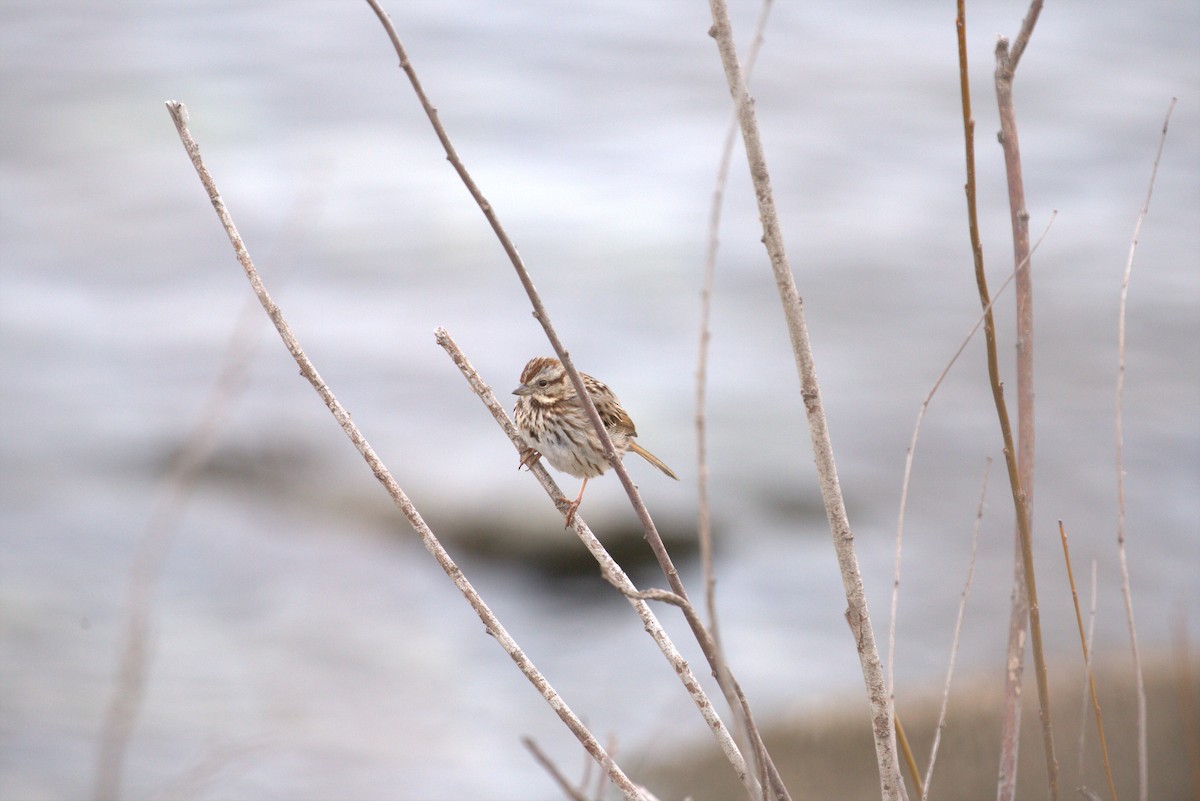 Song Sparrow - ML616107993