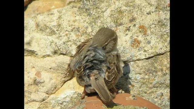 House Sparrow - ML616107998