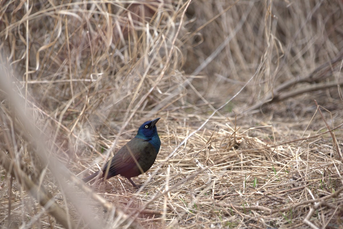 Common Grackle - ML616107999