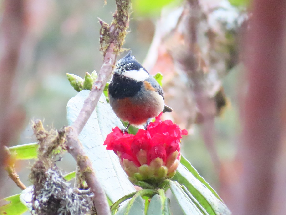 Rufous-vented Tit - Rubén Oliver