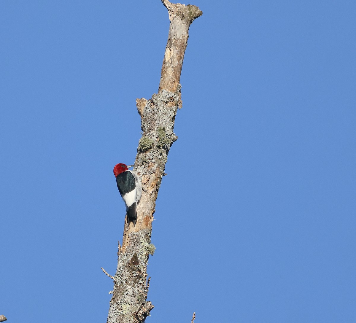 Red-headed Woodpecker - Ezra H