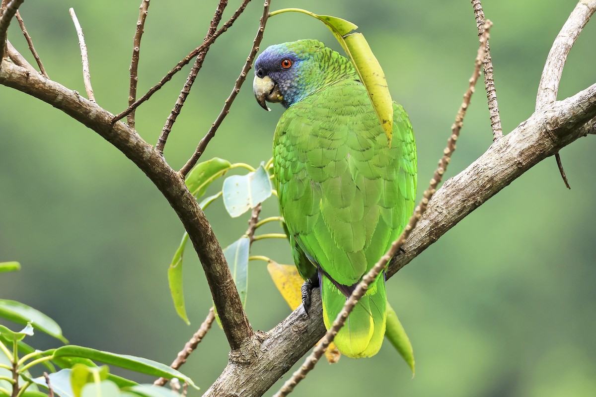 Red-necked Amazon - ML616108321