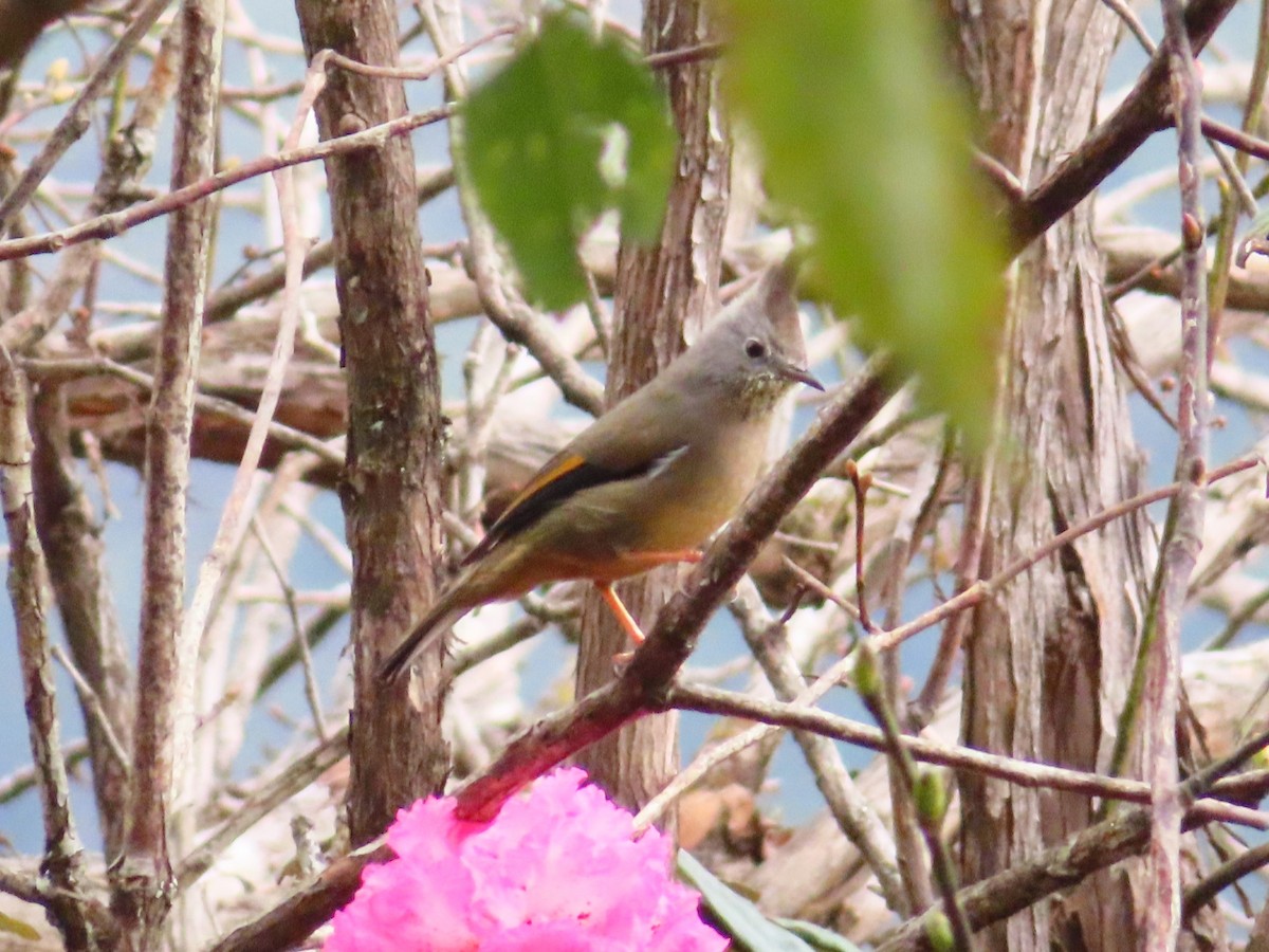 Stripe-throated Yuhina - ML616108352