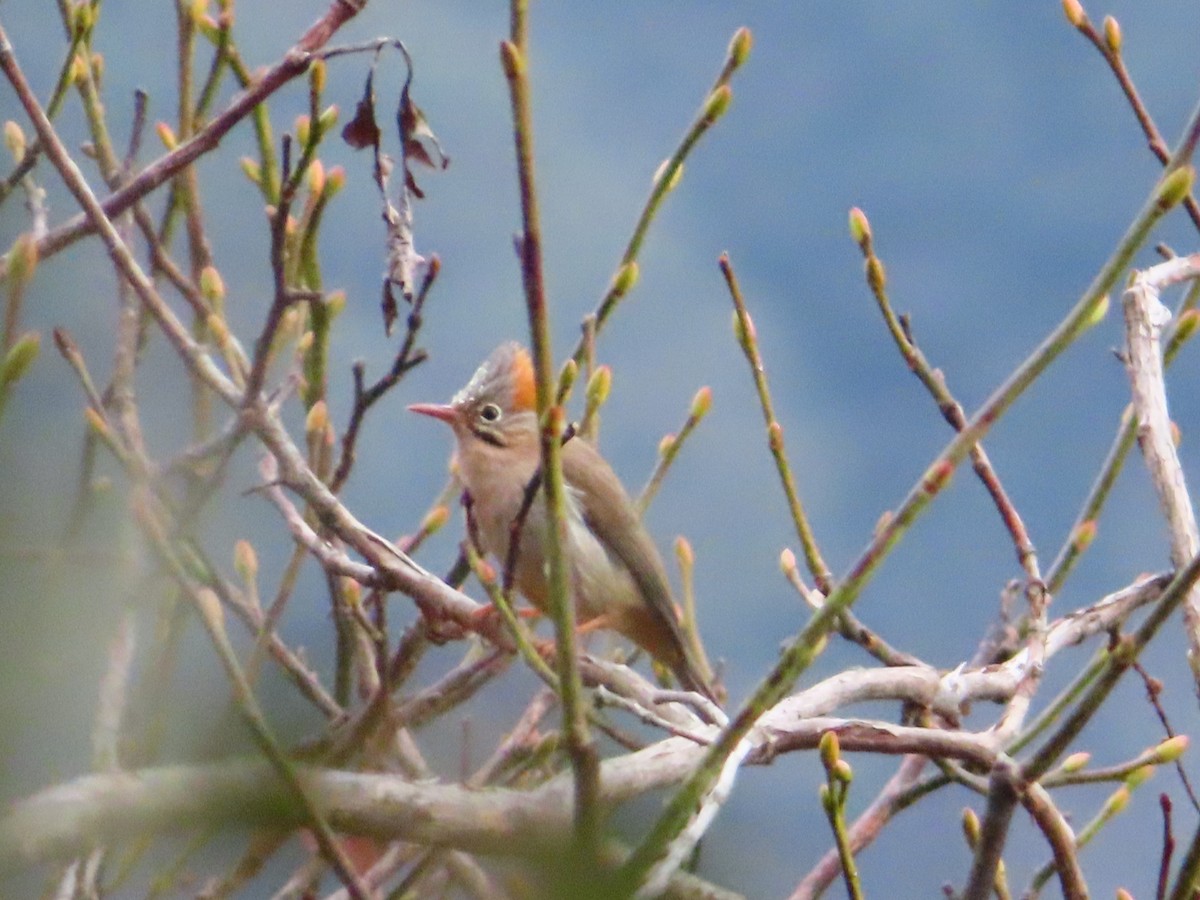 Rufous-vented Yuhina - Rubén Oliver
