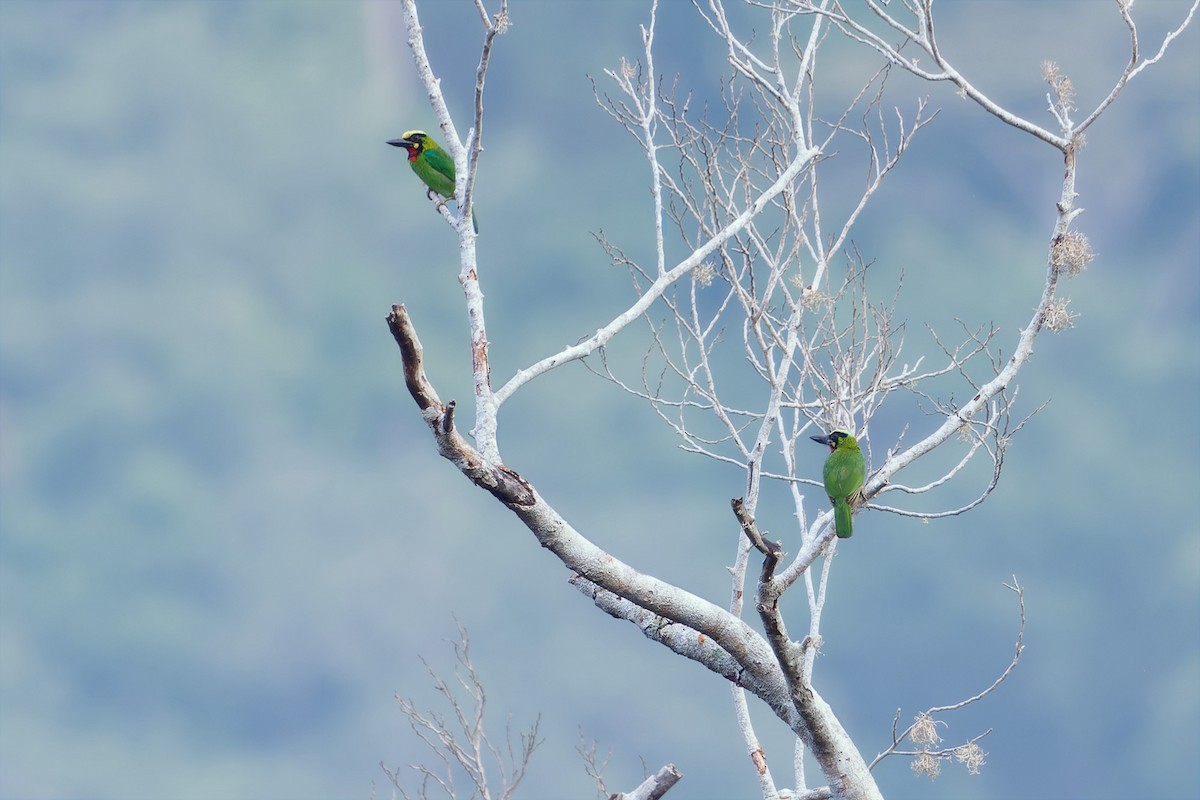 Black-banded Barbet - ML616108378