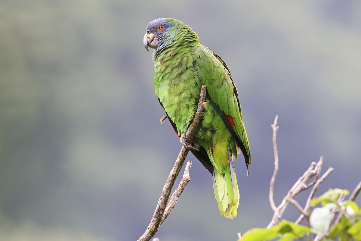 Red-necked Amazon - ML616108410