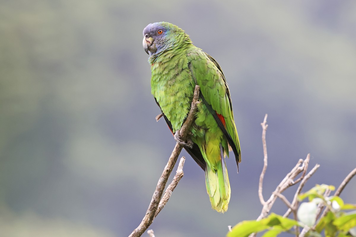 Red-necked Amazon - ML616108412