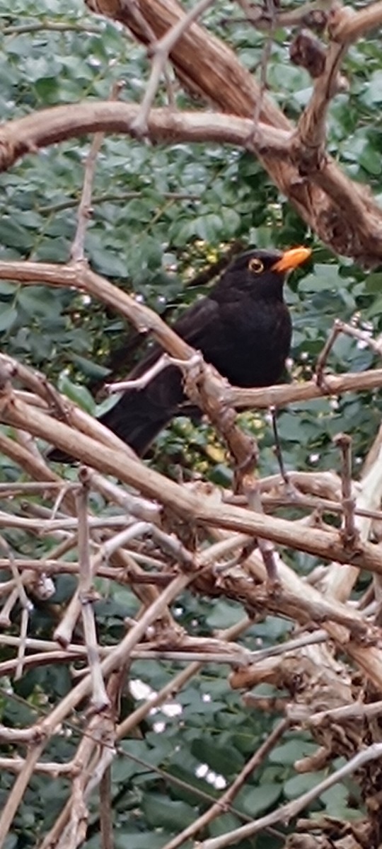 Eurasian Blackbird - ML616108415