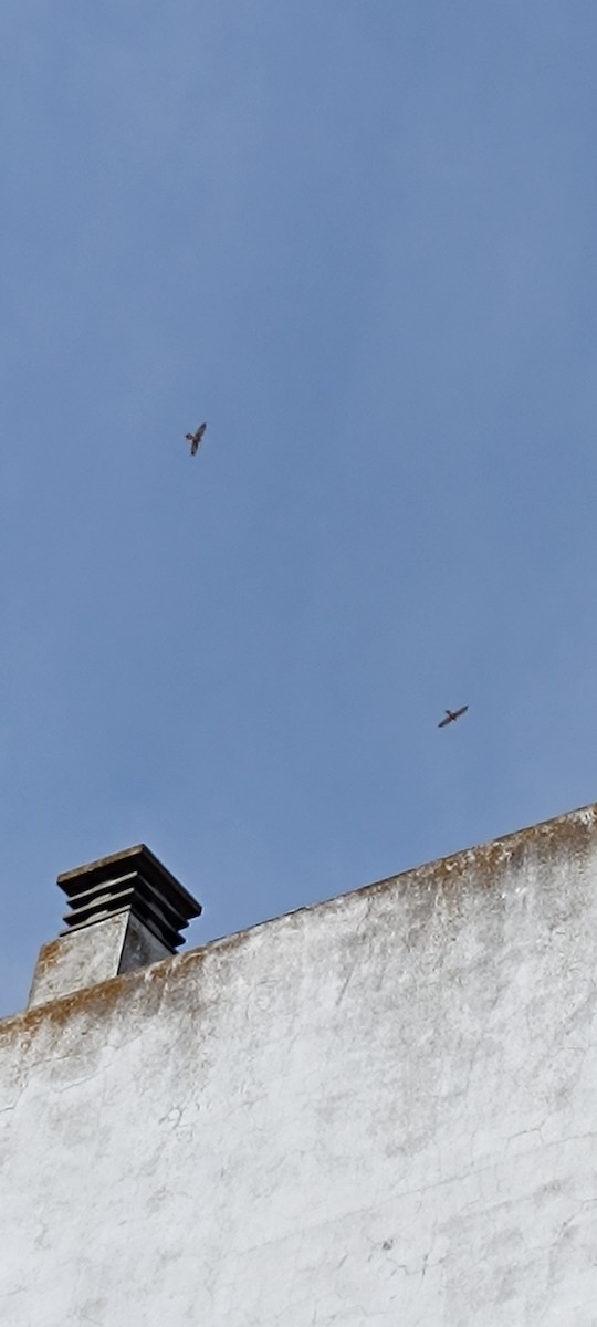 Lesser Kestrel - Arturo Pérez Acevedo