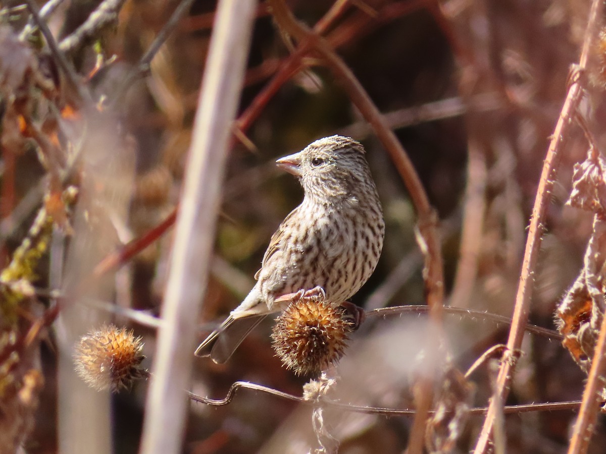 Himalayan Beautiful Rosefinch - ML616108500