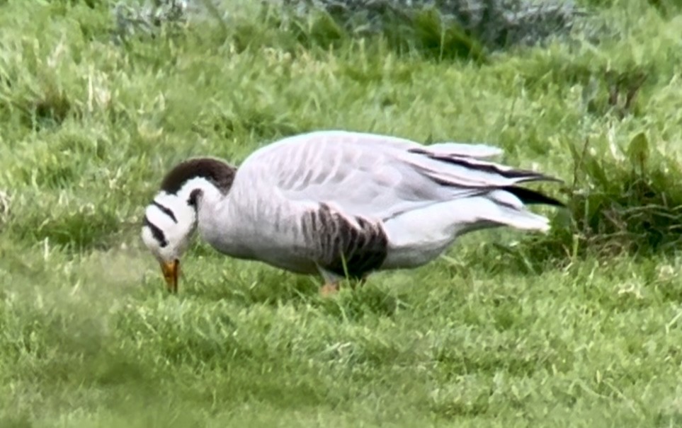 Bar-headed Goose - ML616108524