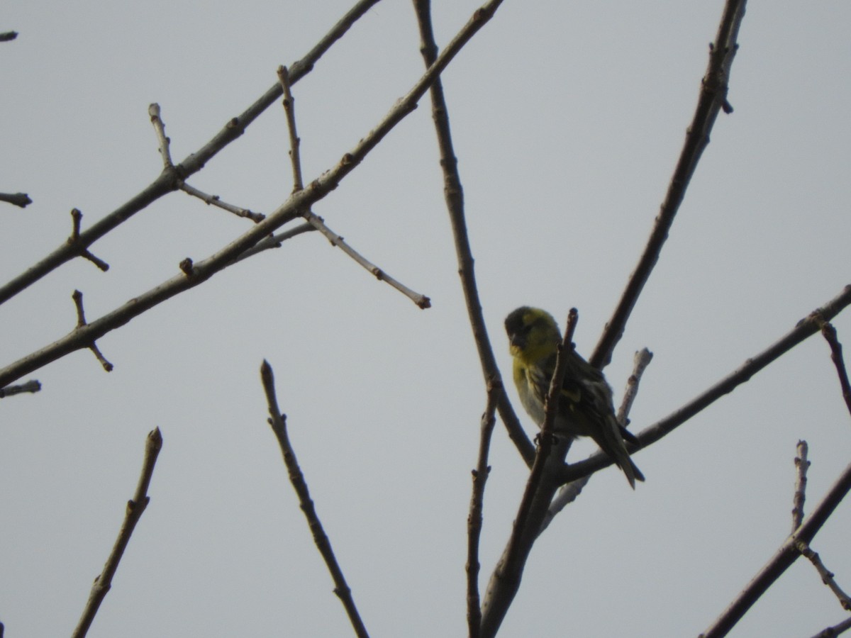 Eurasian Siskin - ML616108532