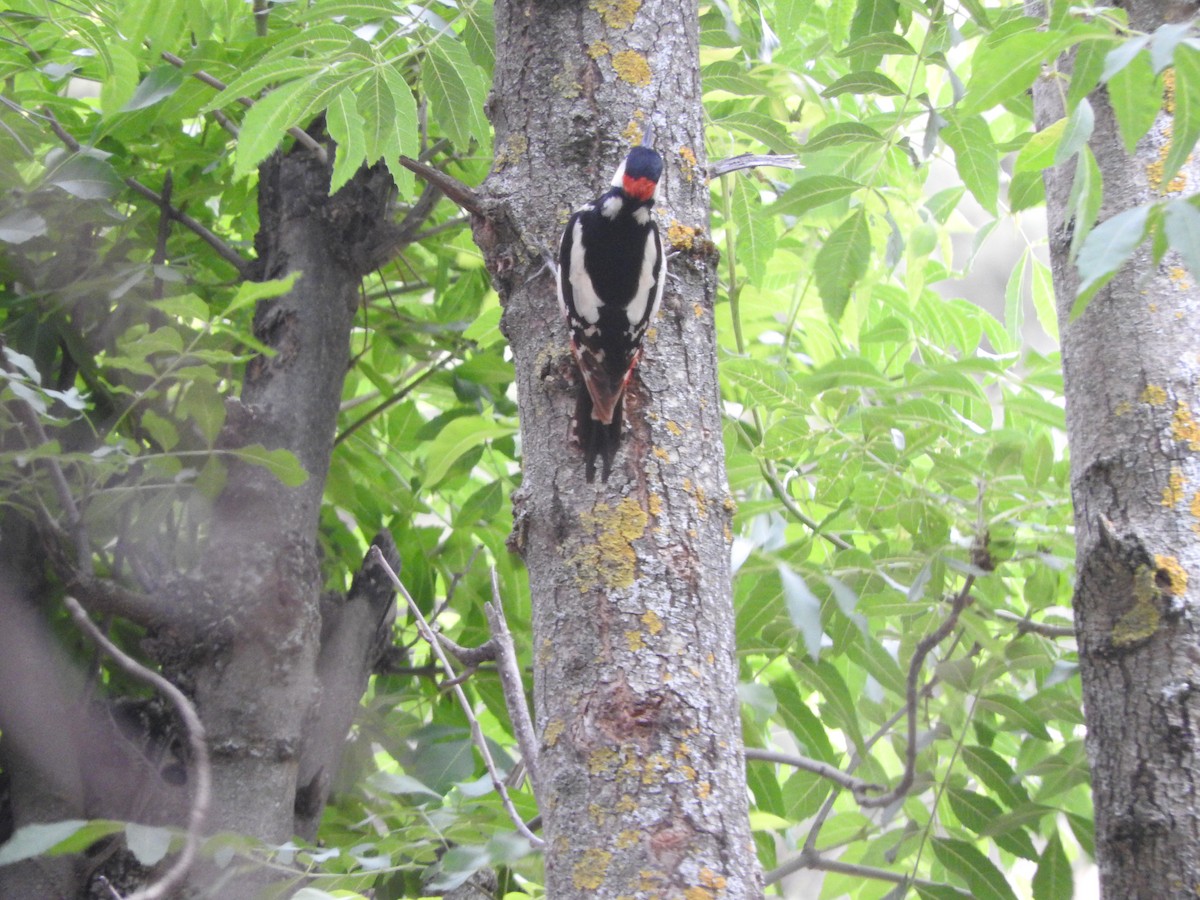 Great Spotted Woodpecker (Atlas) - Todd A. Watkins