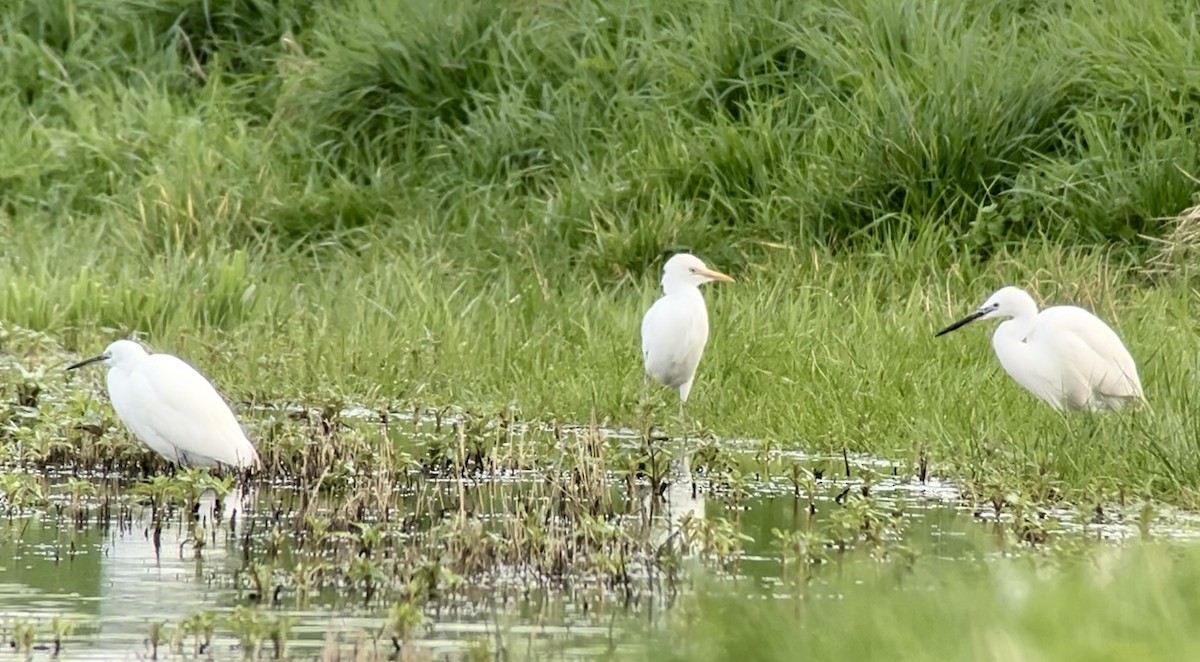 Египетская цапля (ibis) - ML616108541