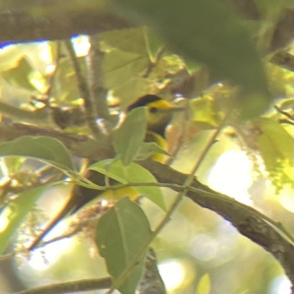 Hooded Warbler - ML616108601