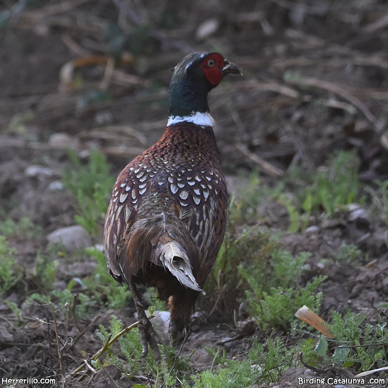 Ring-necked Pheasant - ML616108610