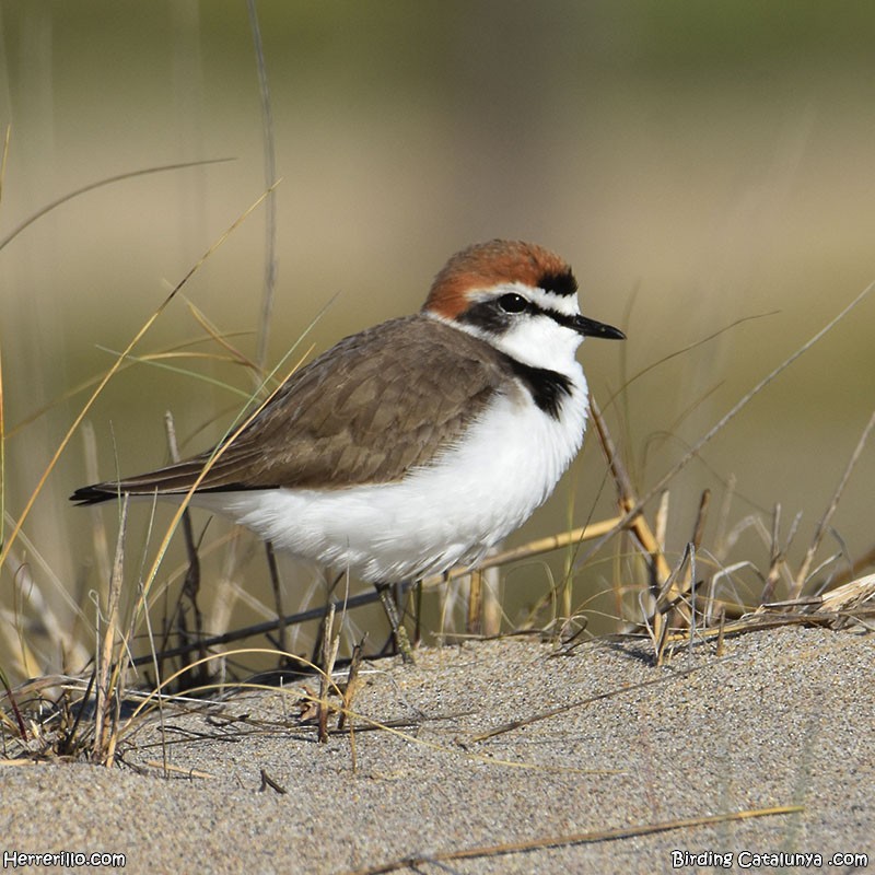 Kentish Plover - ML616108614