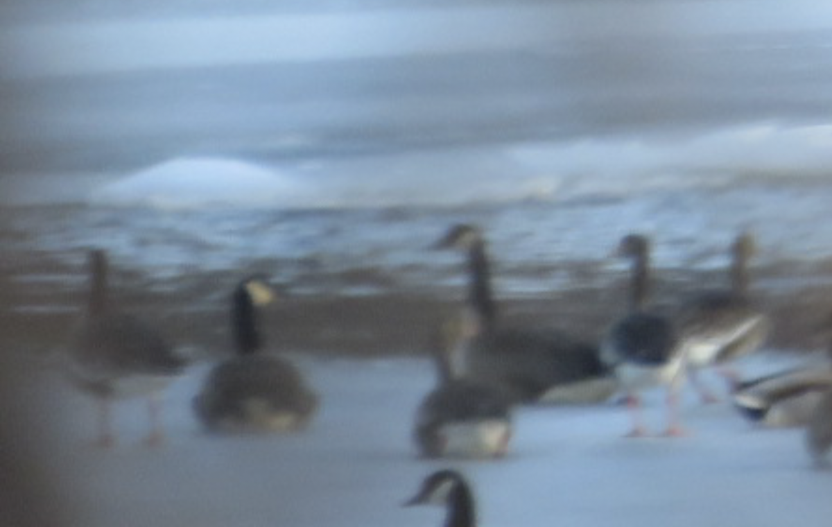 Greater White-fronted Goose - Avital Shalev