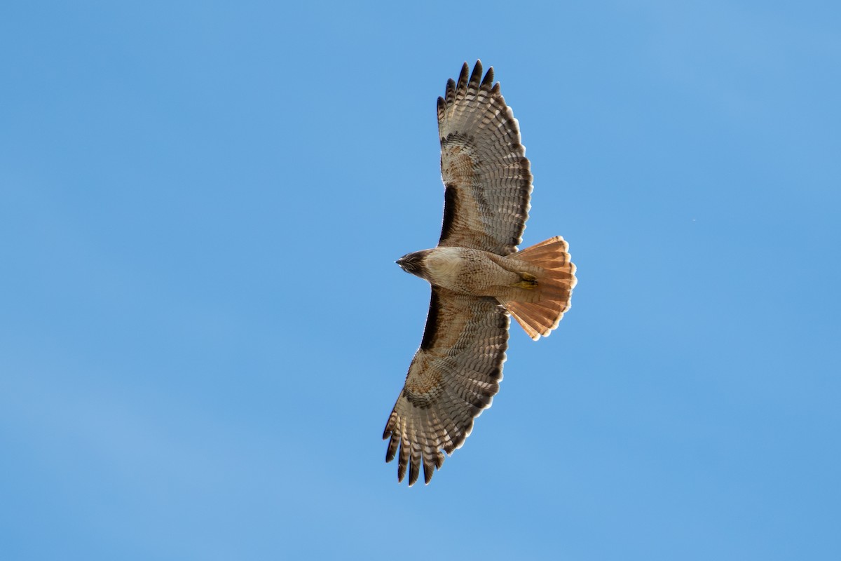 Red-tailed Hawk (calurus/alascensis) - Rajan Rao