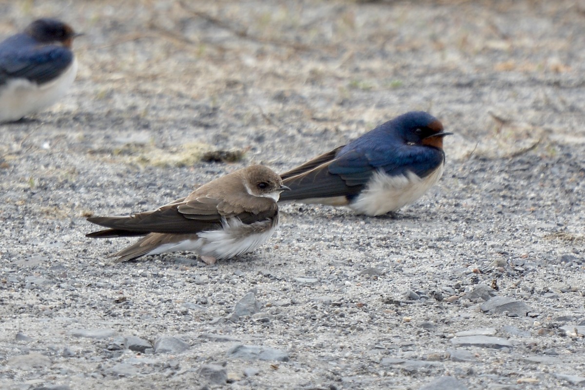 Bank Swallow - ML616108751