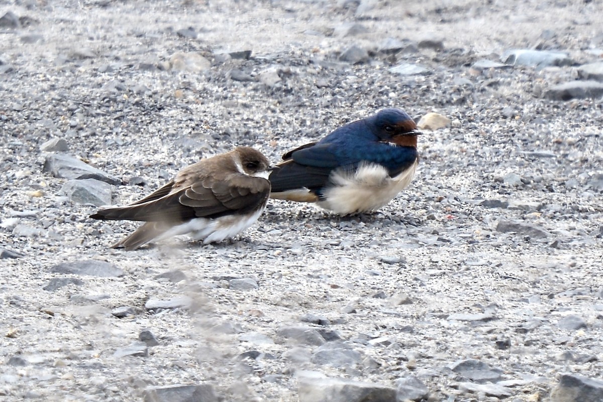 Bank Swallow - ML616108752