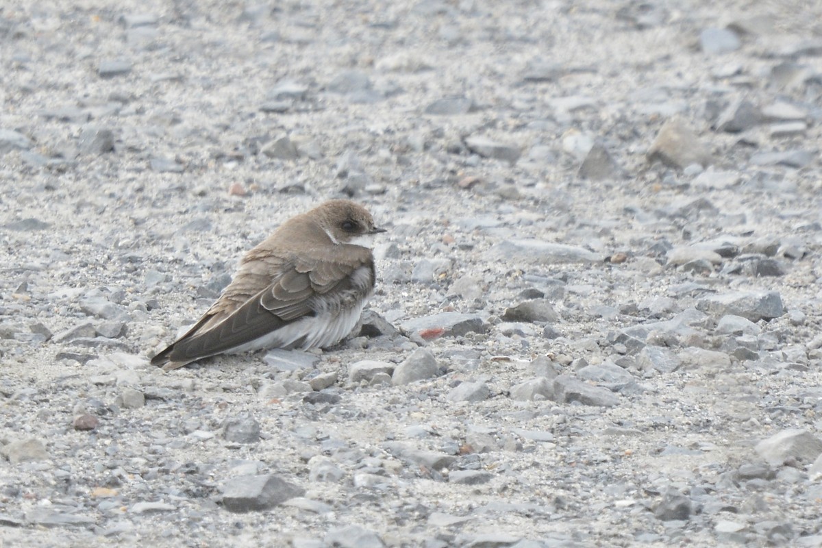 Bank Swallow - ML616108756