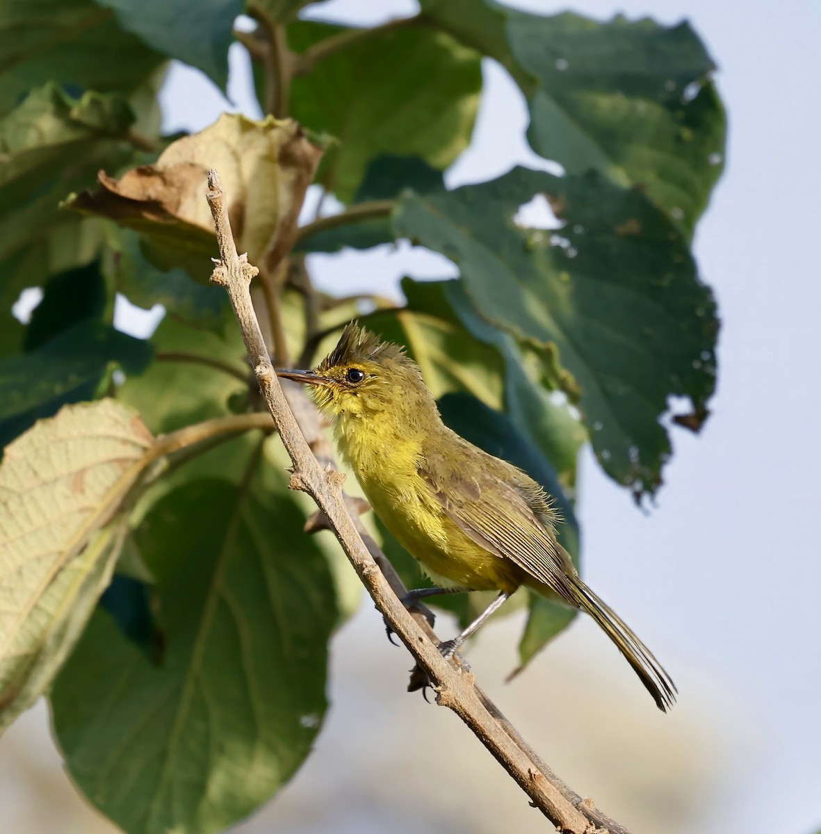 Mountain Yellow-Warbler - Jan Hansen