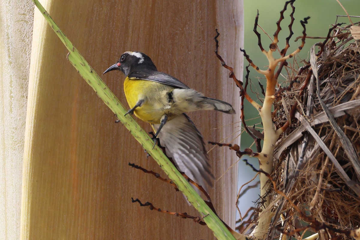 Bananaquit - ML616108808