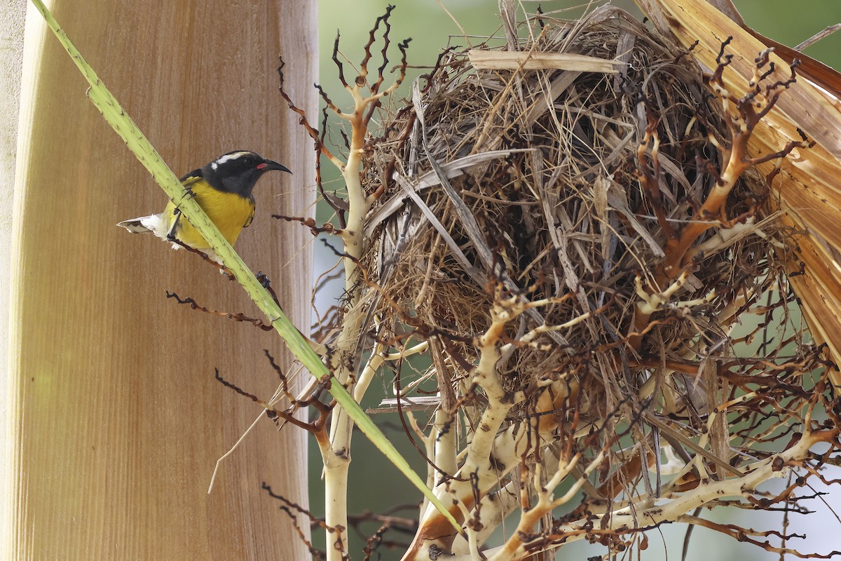 Bananaquit - Steven Whitebread