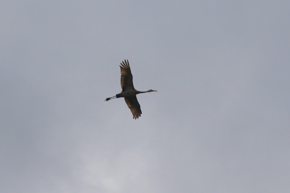 Sandhill Crane - Deryl Nethercott