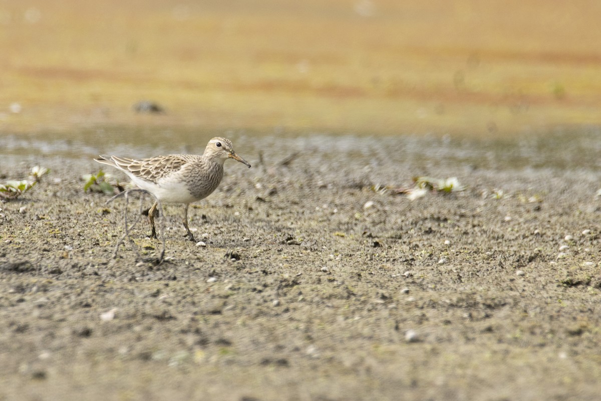 Pectoral Sandpiper - ML616108852