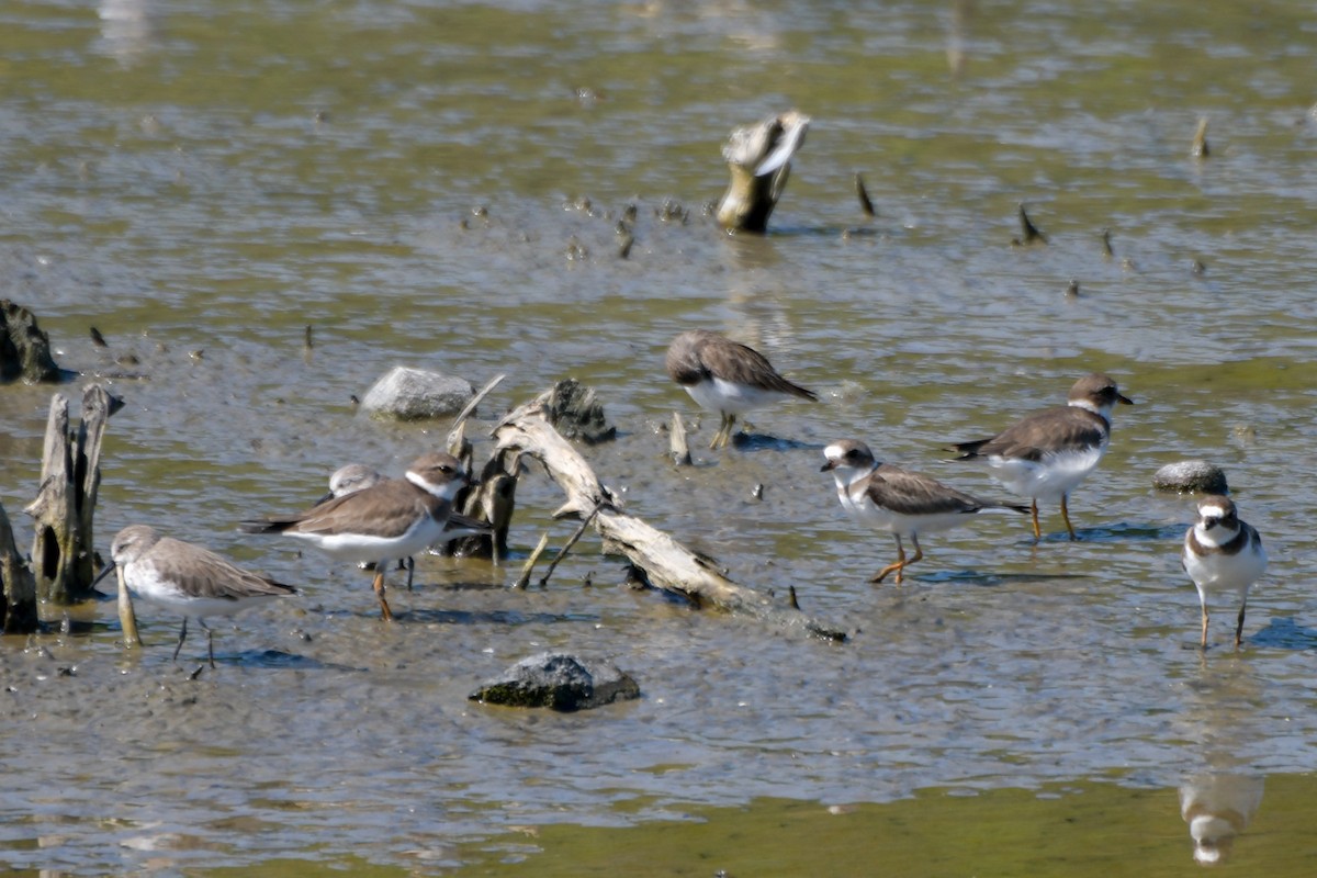 Semipalmated Plover - ML616108872