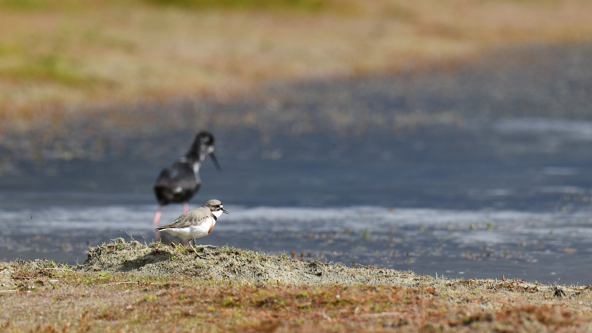 Double-banded Plover - Adam Janczyszyn