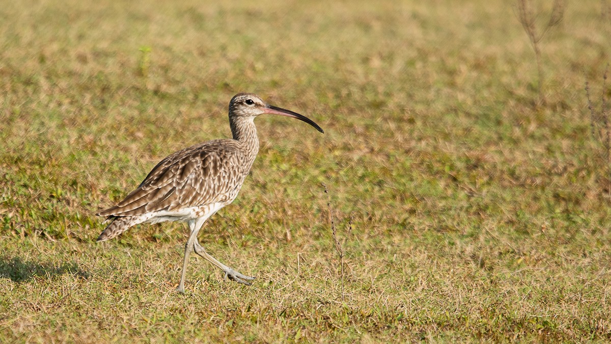 Whimbrel - ML616108911