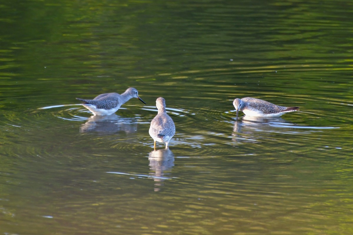 Greater Yellowlegs - ML616108918