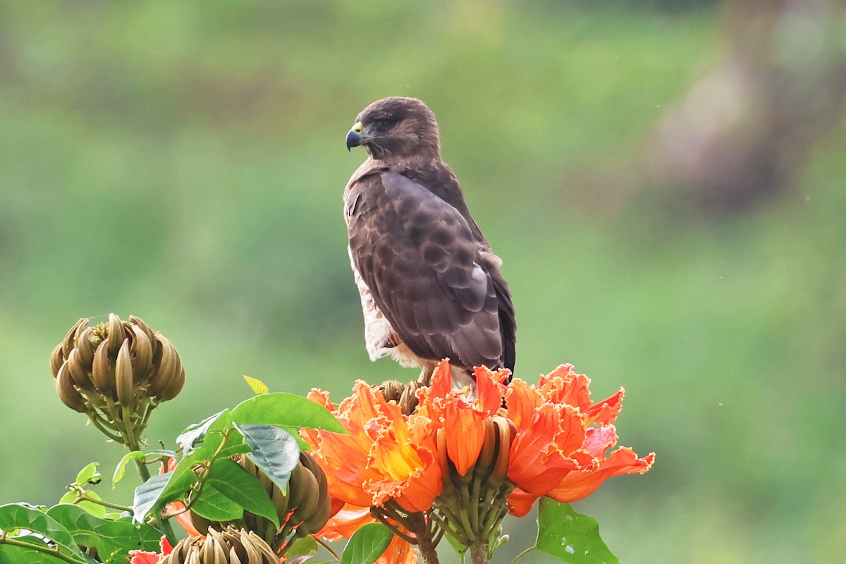 Broad-winged Hawk - Steven Whitebread