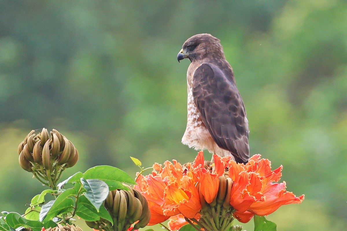 Broad-winged Hawk - Steven Whitebread