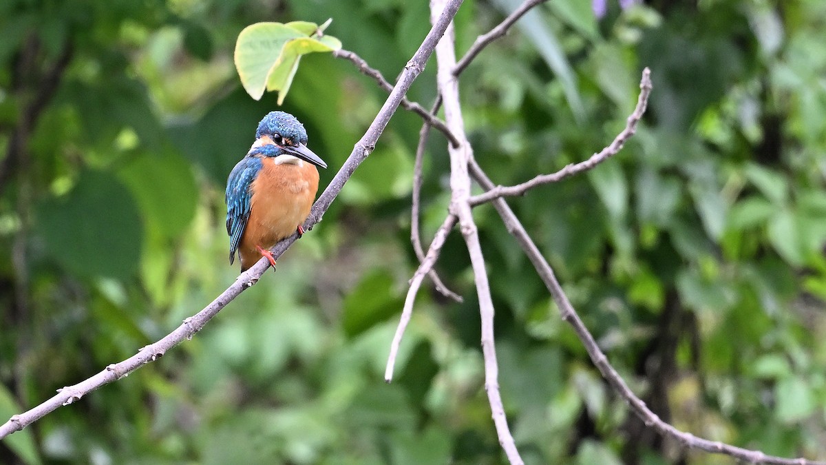 Common Kingfisher - Soren Bentzen