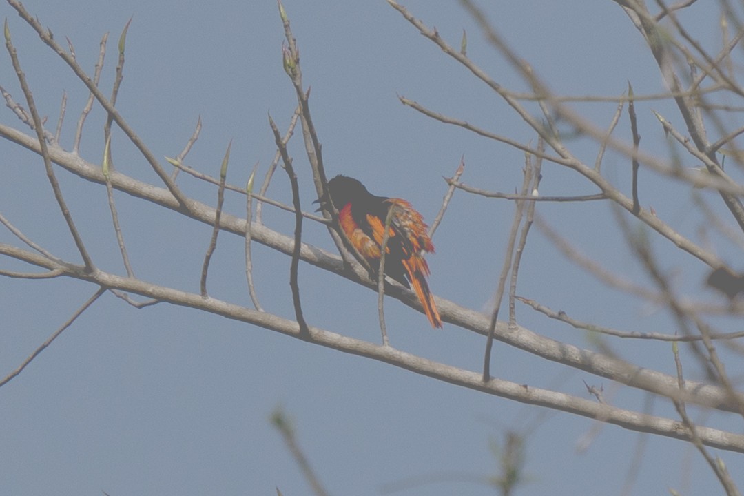 Scarlet Minivet - ML616108943