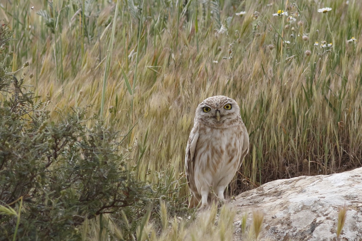 Little Owl - Avi Shneor