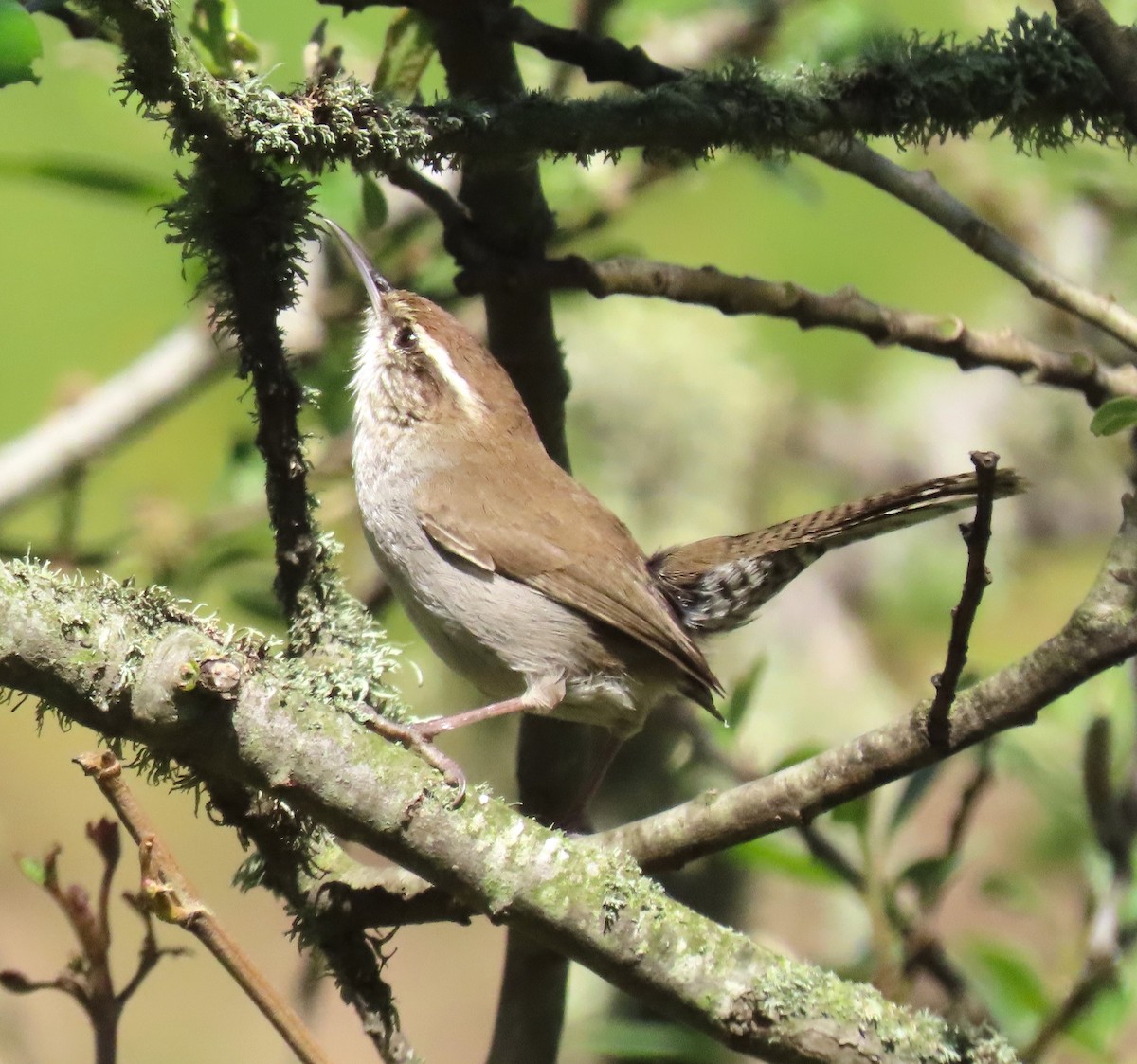 Bewick's Wren - ML616108964